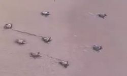 Didim’de 47 yavru caretta caretta denize ulaştı