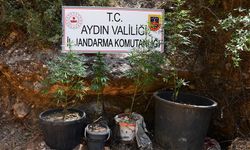 Aydın'da kenevir yetiştiren şüpheliye eş zamanlı baskın