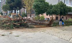 Aydın’da çam ağacı yola devrildi