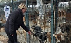 Didim Belediyesi’nden hayvan haklarına güçlü destek