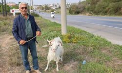 Keçi sevgisi Didim’e bağladı