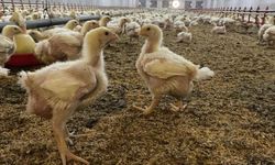 Söke’de kanatlı hayvanlara açık alan kısıtlaması getirildi