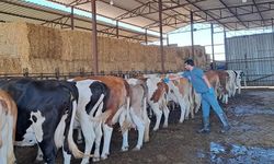 Söke’de 7 mahallede hayvan giriş çıkışları durduruldu