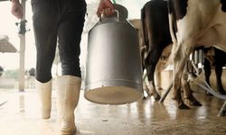 Aydın'da 9 bin üreticiye toplam 66 milyon TL ödeme yapılacak