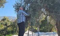 Aydın'da zeytin hasadı sürüyor