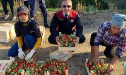 Sultanhisar çileğinde hasat başladı