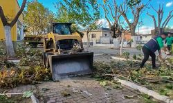 Efeler’de budama çalışmaları sürüyor