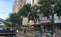 Efeler’in ekipleri daha yeşil bir kent için çalışıyor