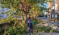 Efeler'de budama ve bakım çalışmaları devam ediyor