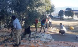 Bozdoğan’da öğrenciler zeytin hasadı yaptı