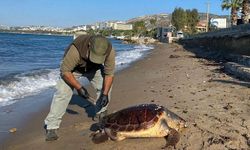 Üç deniz kaplumbağası ölü bulundu