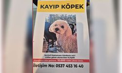 Aydın'da bu köpeği bulana 10 bin TL ödül