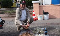 Lezzeti cezbediyor, toplaması dikkat istiyor