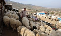 Şap karantinası meraları boşalttı