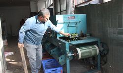 Aydın’da zeytin mesaisi