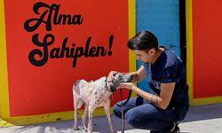 Kuşadası Belediyesi 2025 yılında da can dostların yanında oldu