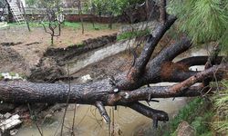 Kuşadası’nda çam ağacı dereye devrildi
