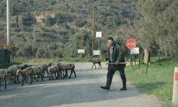 Aydın’da koyunlar doğaya salındı