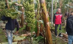 Aydın’da muz hasadı başladı