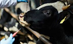 Aydın’ın o ilçesinde şap karantinası kaldırıldı