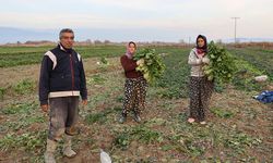 Aydın’da soğuk hava sebzeyi vurdu