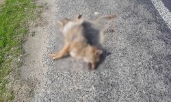 Aracın çarptığı tilki telef oldu