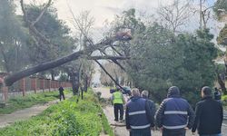 Devrilen dev çam ağacı yolu kapattı