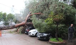 Aydın’da hastane bahçesinde korku dolu anlar