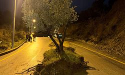 Sel zeytin ağacını ayaklandırdı