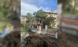 Aydın’da faciadan dönüldü: Çam ağacı devrildi