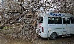 Dut ağacı minibüsün üzerine devrildi