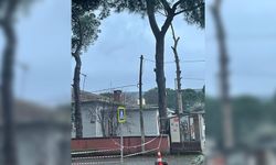 Aydın'da dev çam ağacı tehlike saçıyor