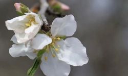 İlk cemre havaya düştü