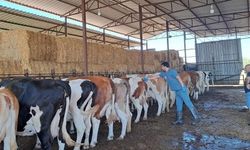 Bozdoğan’da şap hastalığı sona erdi