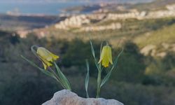 Ağlayan Gelinler çiçek açtı