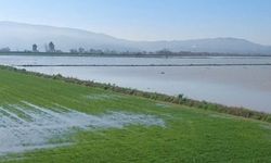 Menderes taştı: Tarım arazileri sular altında