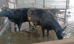 Hayvan damları sular altında kaldı