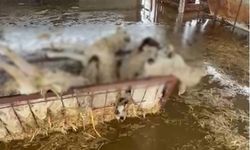 Aydın’da  sağanak yağışlar 10 koyunu telef etti