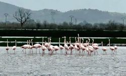 Koçarlı’da su altında kalan tarlalara flamingolar geldi
