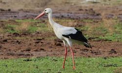 Baharın müjdecisi ilk leylek Söke’ye geldi