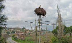 Yılın ilk leylekleri Aydın’a  gelmeye başladı