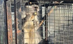 Aydın’da bu da oldu: Maymun ele geçirildi