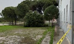 Okul bahçesinde 5 çam ağacı devrildi