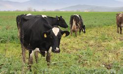 Aydın’ın o ilçesinde şap karantinası kaldırıldı
