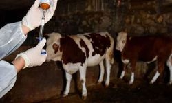 Aydın’ın bir ilçesinde daha karantina kaldırıldı