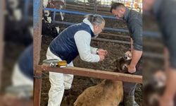 Efeler’de 15 bin hayvan aşılandı