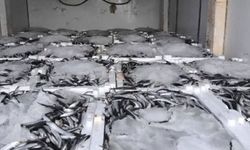 Aydın'da nakil belgesiz 290 kasa balığa el konuldu