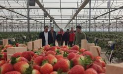 Aydın’da çilek hasadı başladı