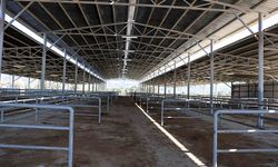 Çine Hayvan Pazarı yeniden açılıyor