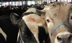 Aydın’daki hayvan pazarları açılıyor